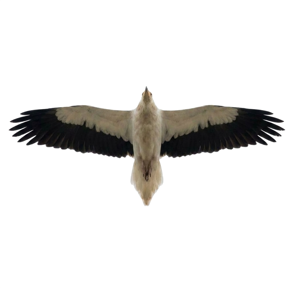 Schmutzgeier von unten im Flug