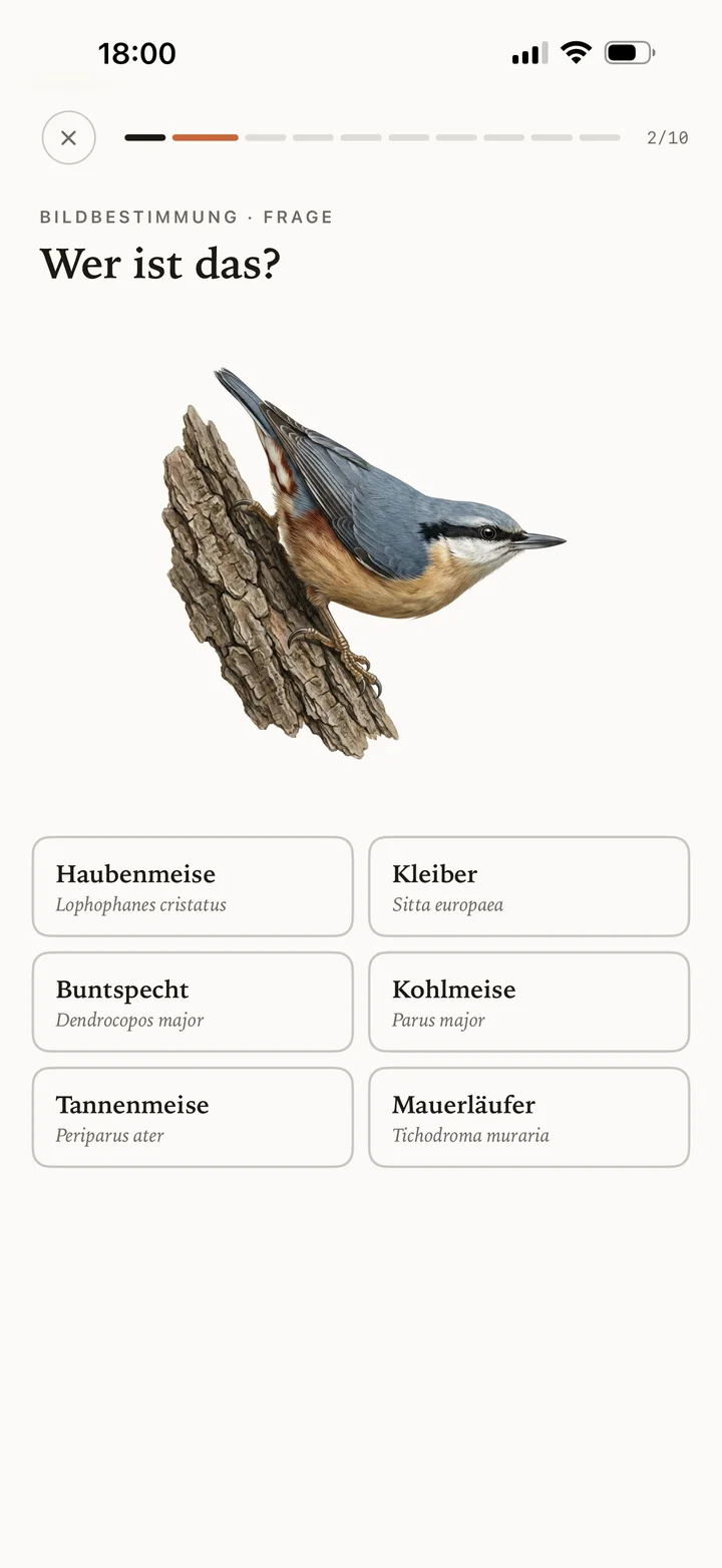 Benenne den Vogel