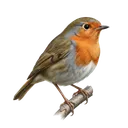 Illustration: Rotkehlchen
