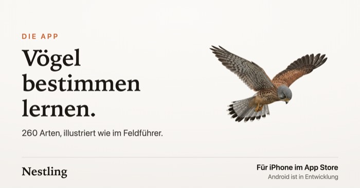 Poster, Turmfalke