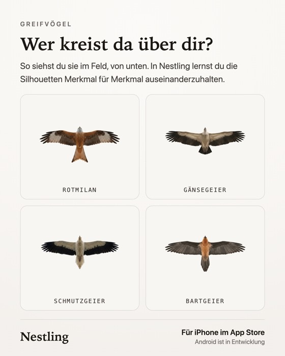 Wer kreist da über dir?
