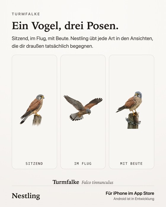 Ein Vogel, drei Posen