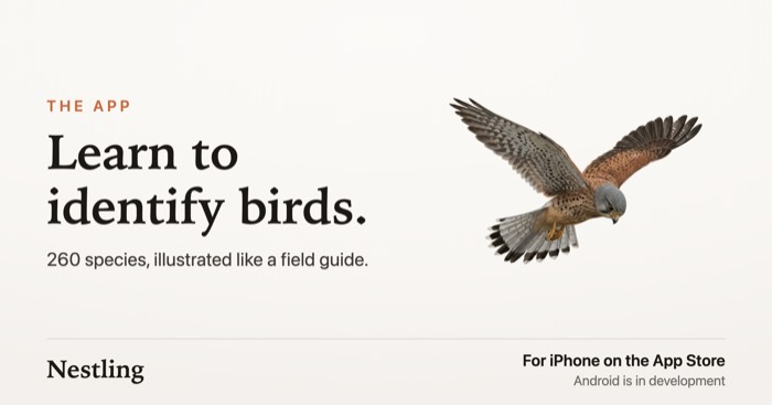 Poster, Kestrel