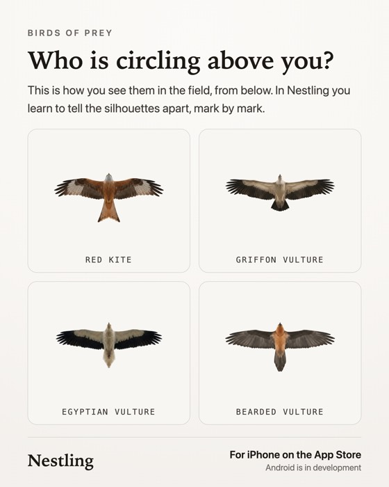 Who is circling above you?