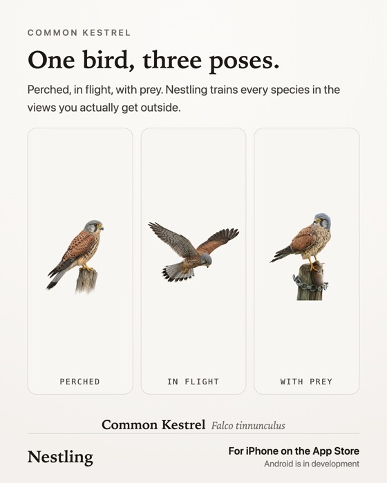 One bird, three poses